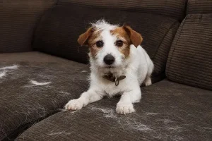 HVAC System Dog Shedding Godfrey Illinois