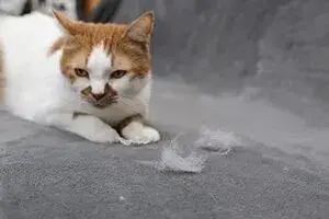 HVAC System Cat Shedding Godfrey Illinois